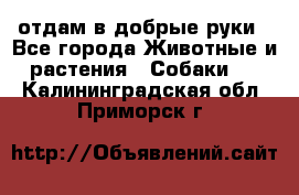 отдам в добрые руки - Все города Животные и растения » Собаки   . Калининградская обл.,Приморск г.